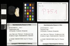 Foto (Objekt + Etiketten) von Galatheoidea indet. 